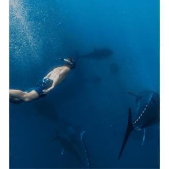 comprar Nada entre cientos de atunes rojos (para 2 personas)